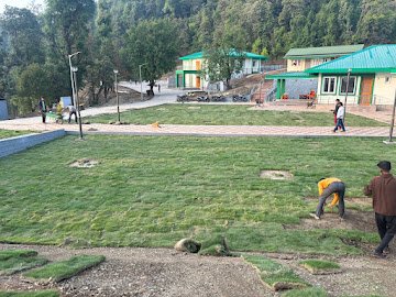 Mexican carpet grass installed on residential lawn