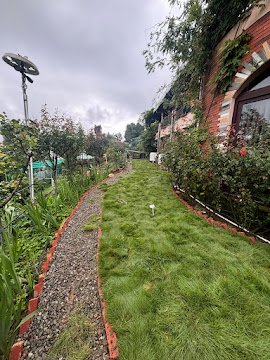Shaded Lawn Carpet Sod for trees and courtyard lawns