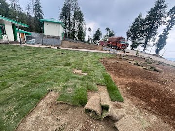 Natural grass turf roll standing vertical