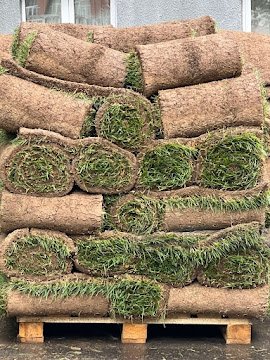 Field harvesting of natural grass turf at Prashant Nursery